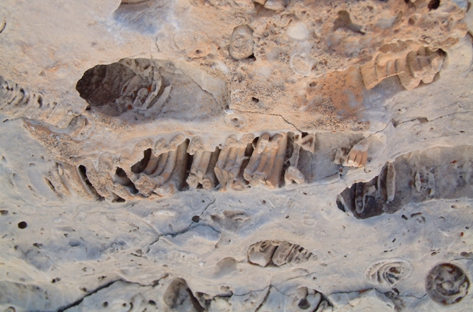 Impronte di fossili